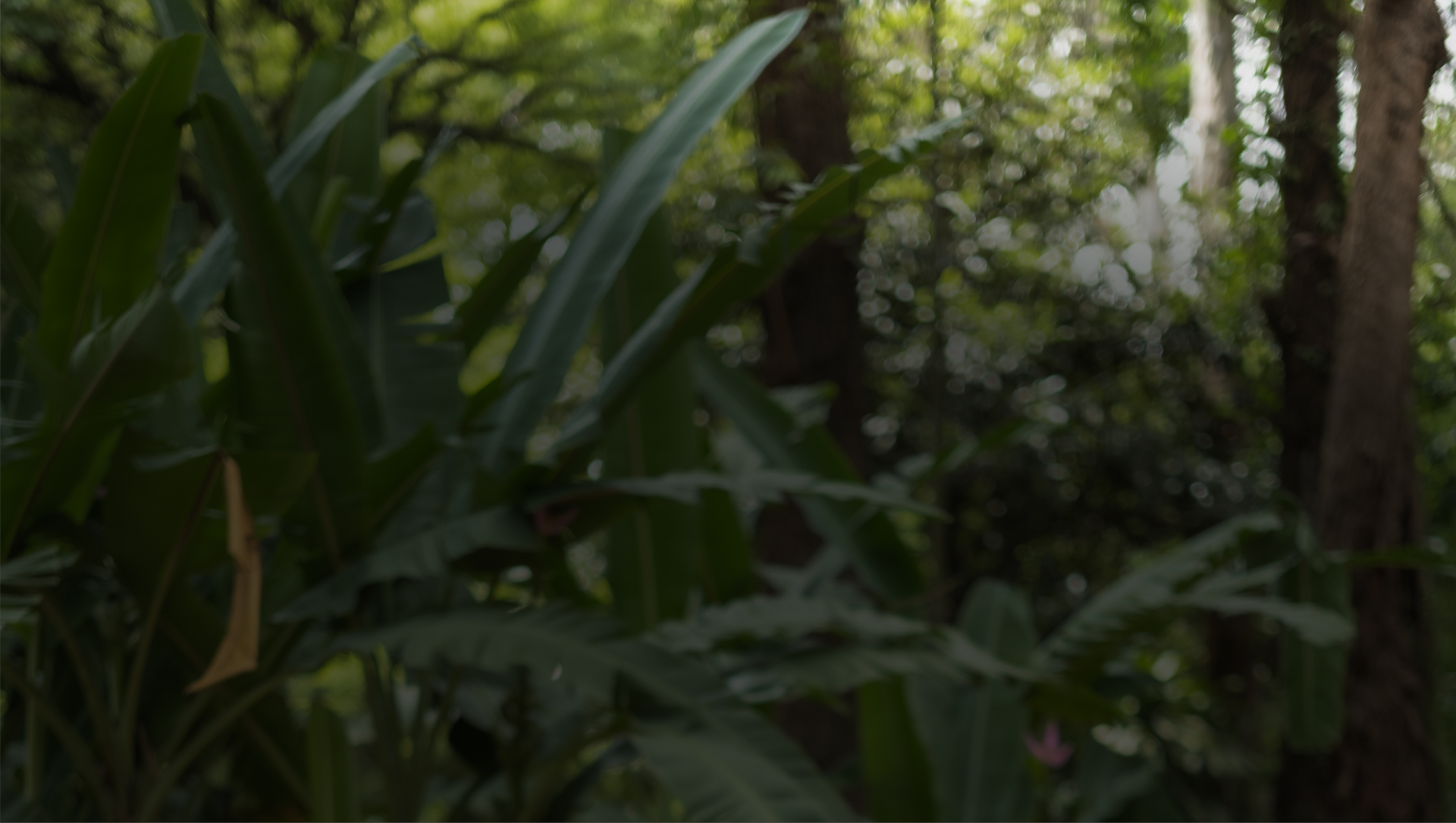 Imagem de fallback para o vídeo de introdução do Lev Home